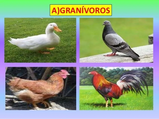 Animales x su alimentación 1º