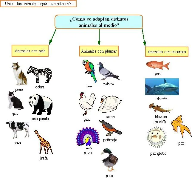 Clasificacion de animales por su alimentacion - Imagui
