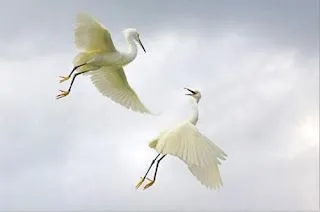 LOS ANIMALES SON AMIGOS: ANIMALES AEREOS