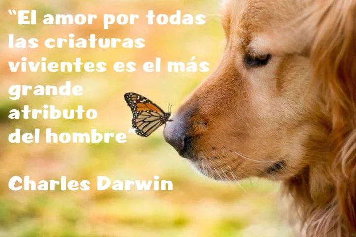 TODO POR LOS ANIMALES: AMOR A LOS ANIMALES