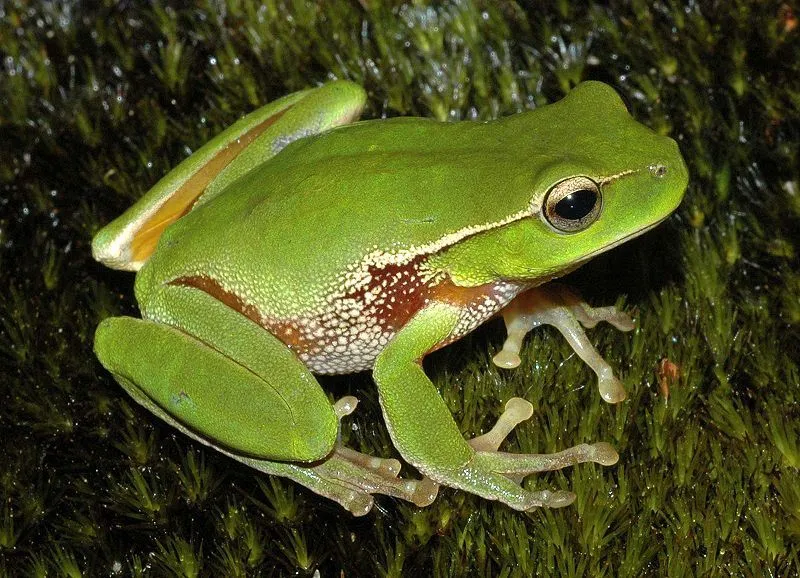 Los Animales : LOS ANFIBIOS