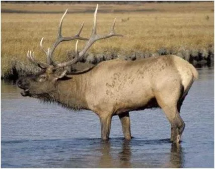 Animales y Animales » Los 10 animales más veloces (en tierra)