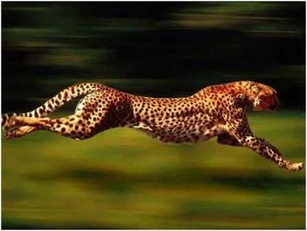 Animales y Animales » Los 10 animales más veloces (en tierra)