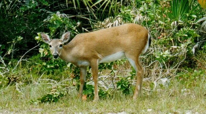 Animales y Animales » Animales Mamíferos