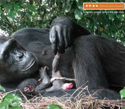 Animales y Animales » Animales vivíparos