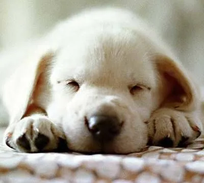 Animales y Animales » perro