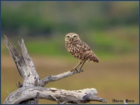 Animales y Animales » aves