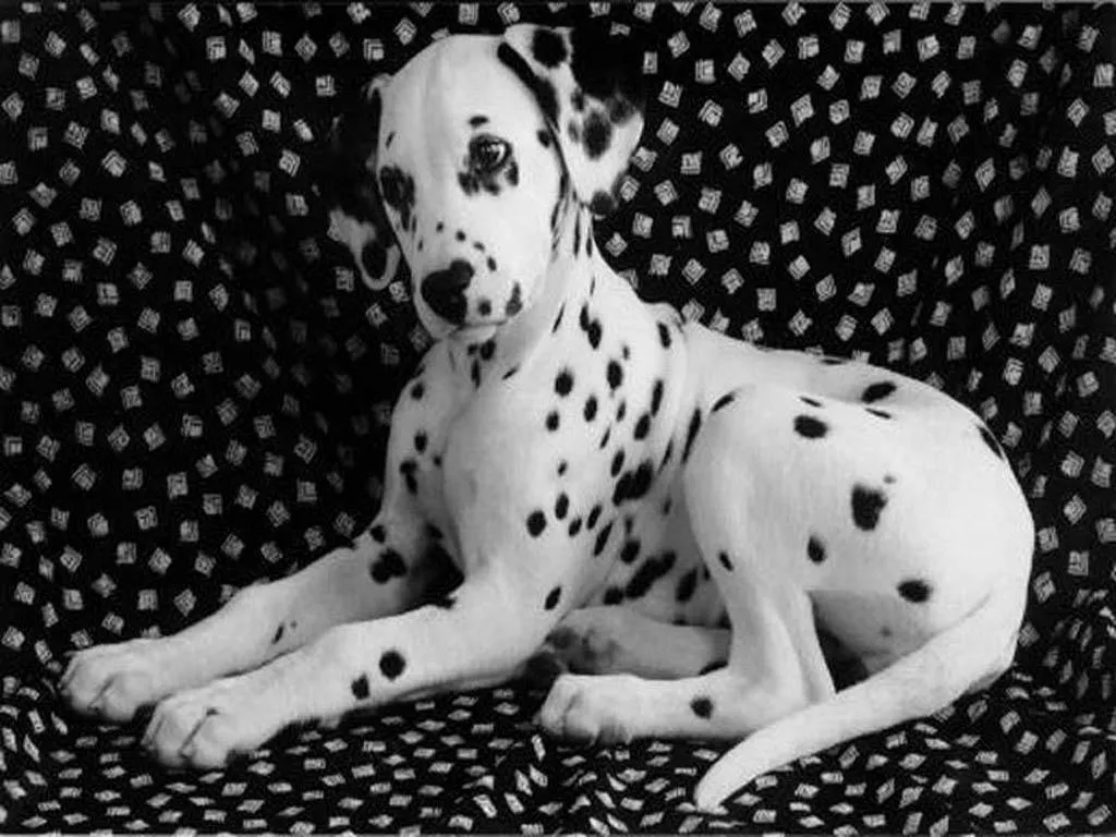 Animales y Animales » dalmata