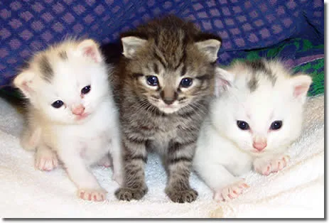 Animales y Animales » Gatos