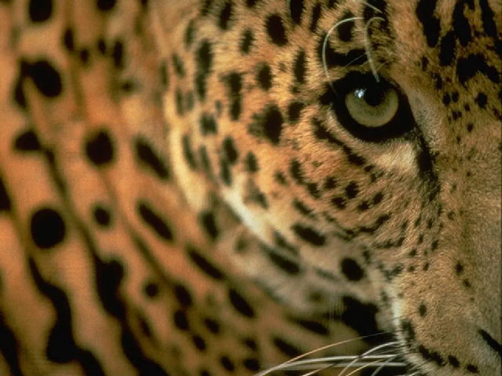 Animales y Animales » Leopardos
