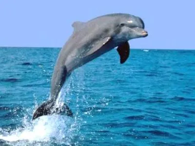 animales: ANIMALES MARINOS