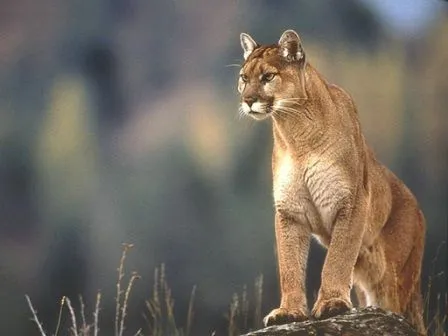 Animales y Animales » El puma oriental, un ejemplo de cómo puede ... Animales y Animales » El puma oriental, un ejemplo de cómo puede ...