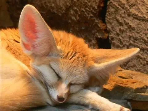 animales anime tiernos - YouTube