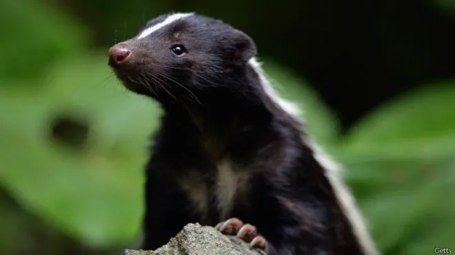 Los animales más apestosos del mundo - BBC Mundo Los animales más apestosos del mundo - BBC Mundo