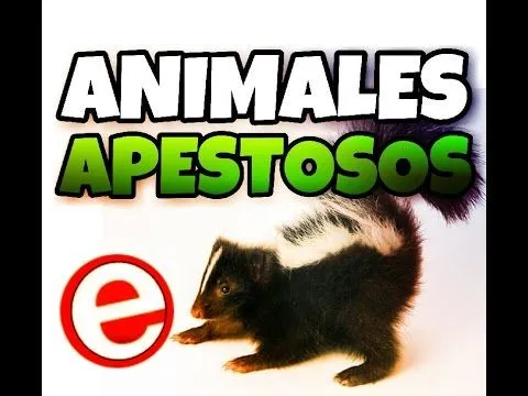 Los animales más apestosos del mundo (+Video) - Noticias Venezuela Los animales más apestosos del mundo (+Video) - Noticias Venezuela