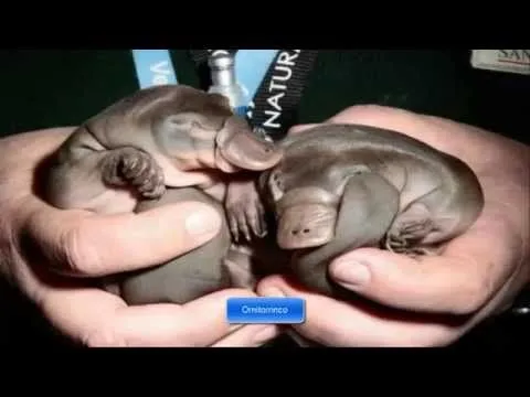 Los Animales Bebe mas tiernos del mundo - YouTube