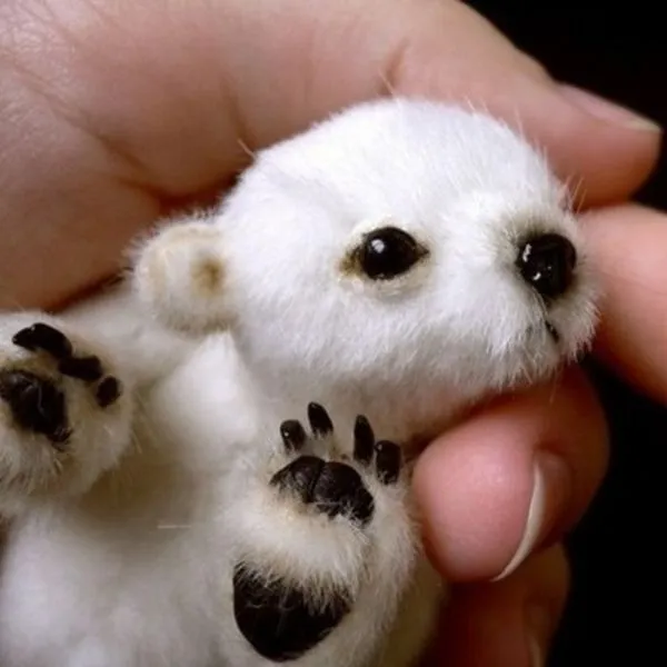 ANIMALES BEBES