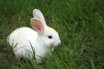 belleza mas aun son bonitos cuando son pequenos bebes unos cachorros ... belleza mas aun son bonitos cuando son pequenos bebes unos cachorros ...