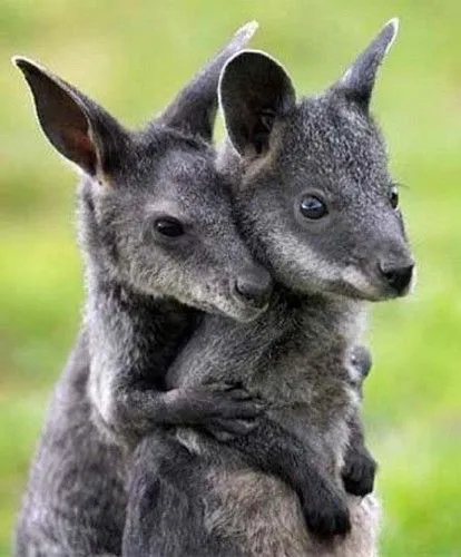 Animales bebés: Canguro