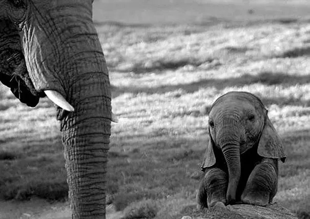 Animales bebés, ¿más tiernos que los humanos? | Tu tampoco lo sabías! Animales bebés, ¿más tiernos que los humanos? | Tu tampoco lo sabías!
