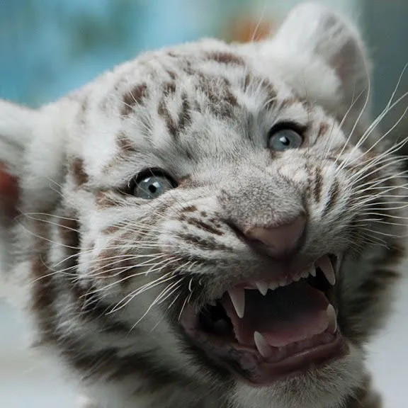 animales bebes y miradas de animales - Taringa!