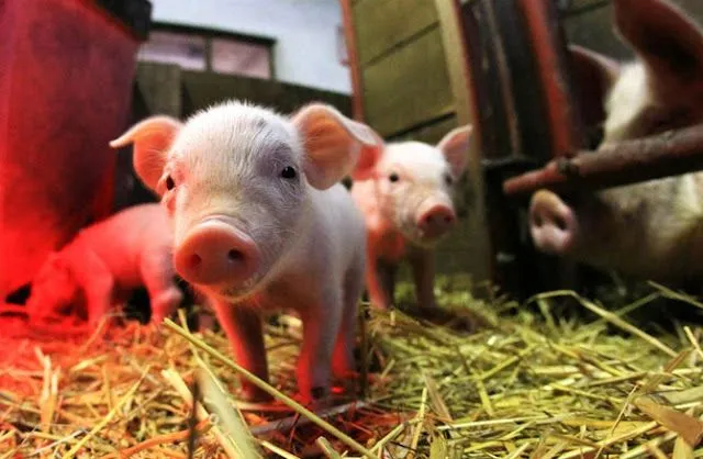 Bebés animales, estos son los más curiosos del mundo - Taringa!