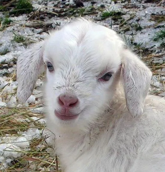 Animales Bebes - Taringa!