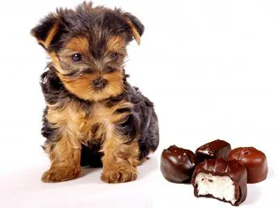 Perritos bebés tiernos y lindos - Imagui