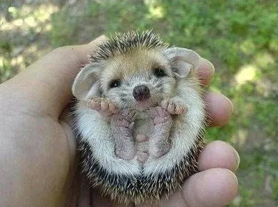 ANIMALES BEBES