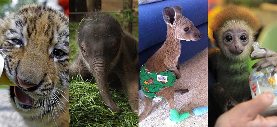 Animales bebés más tiernos en 2012_Spanish.