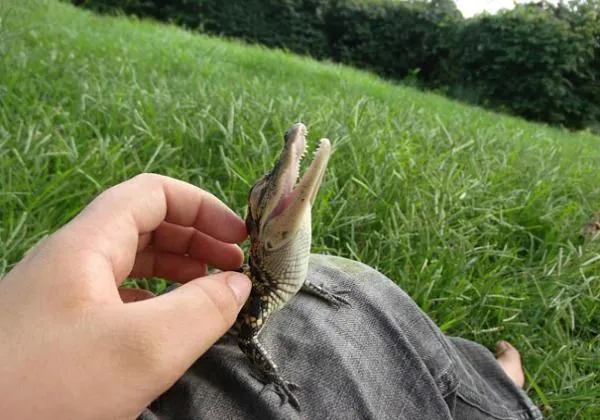 Los animales bebes más tiernos: fotografías que te harán suspirar ...