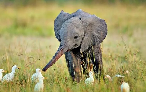 Los animales bebes más tiernos: fotografías que te harán suspirar ...