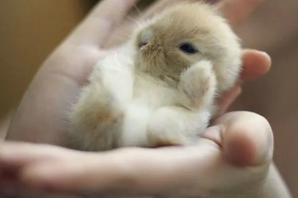 Los animales bebes más tiernos: fotografías que te harán suspirar ...