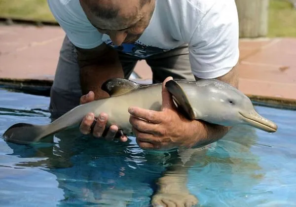 Los animales bebes más tiernos: fotografías que te harán suspirar ... Los animales bebes más tiernos: fotografías que te harán suspirar ...