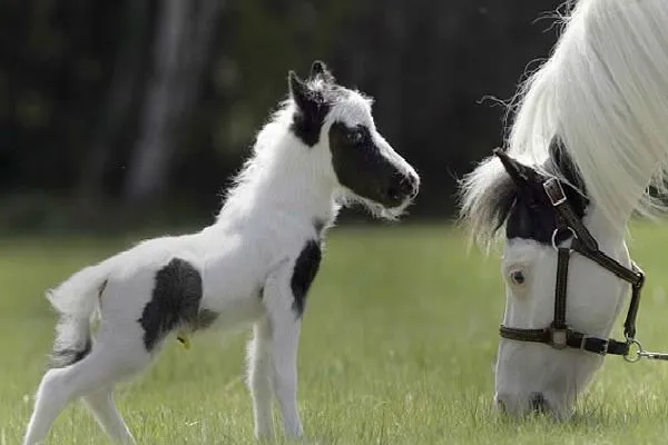 Los animales bebes más tiernos: fotografías que te harán suspirar ...