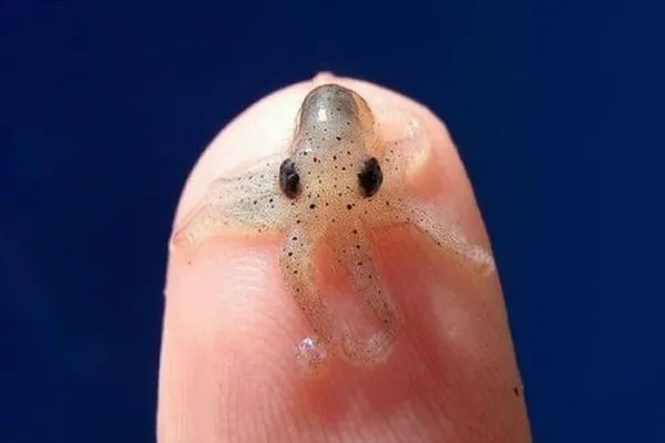 Los animales bebes más tiernos: fotografías que te harán suspirar ...