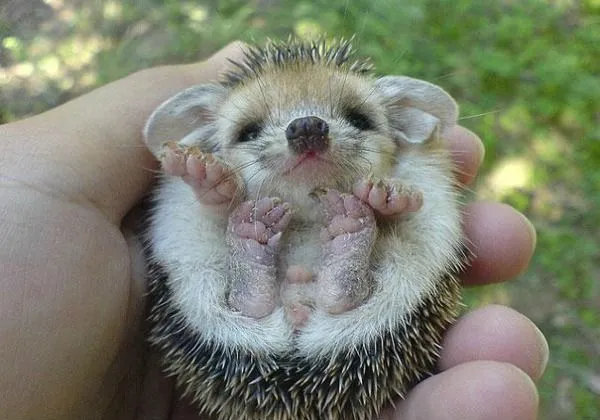 Los animales bebes más tiernos: fotografías que te harán suspirar ...