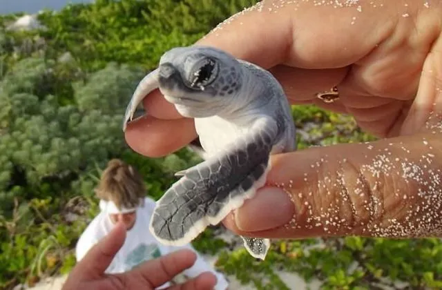 Los animales bebes más tiernos: fotografías que te harán suspirar ...