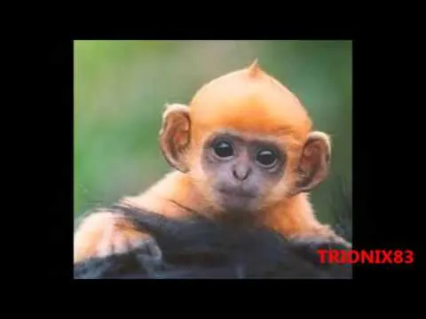 animales bebes tiernos imagenes recopilacion algunos bonitos ...