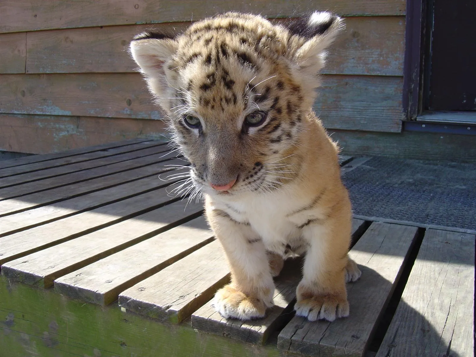 animales bebes tiernos - Taringa!