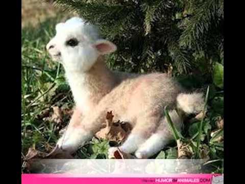 Animales bebes tiernos - YouTube