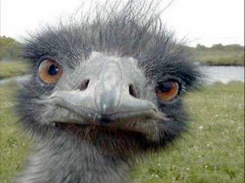 Animales bebes tiernos | Youtube Videos, youtube videos musicales ... Animales bebes tiernos | Youtube Videos, youtube videos musicales ...