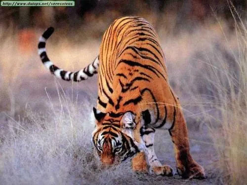 Los animales mas bellos de todos | Blogosfera Los animales mas bellos de todos | Blogosfera
