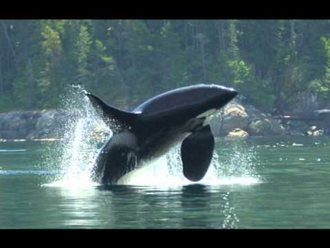 Los animales mas bellos del mundo - YouTube