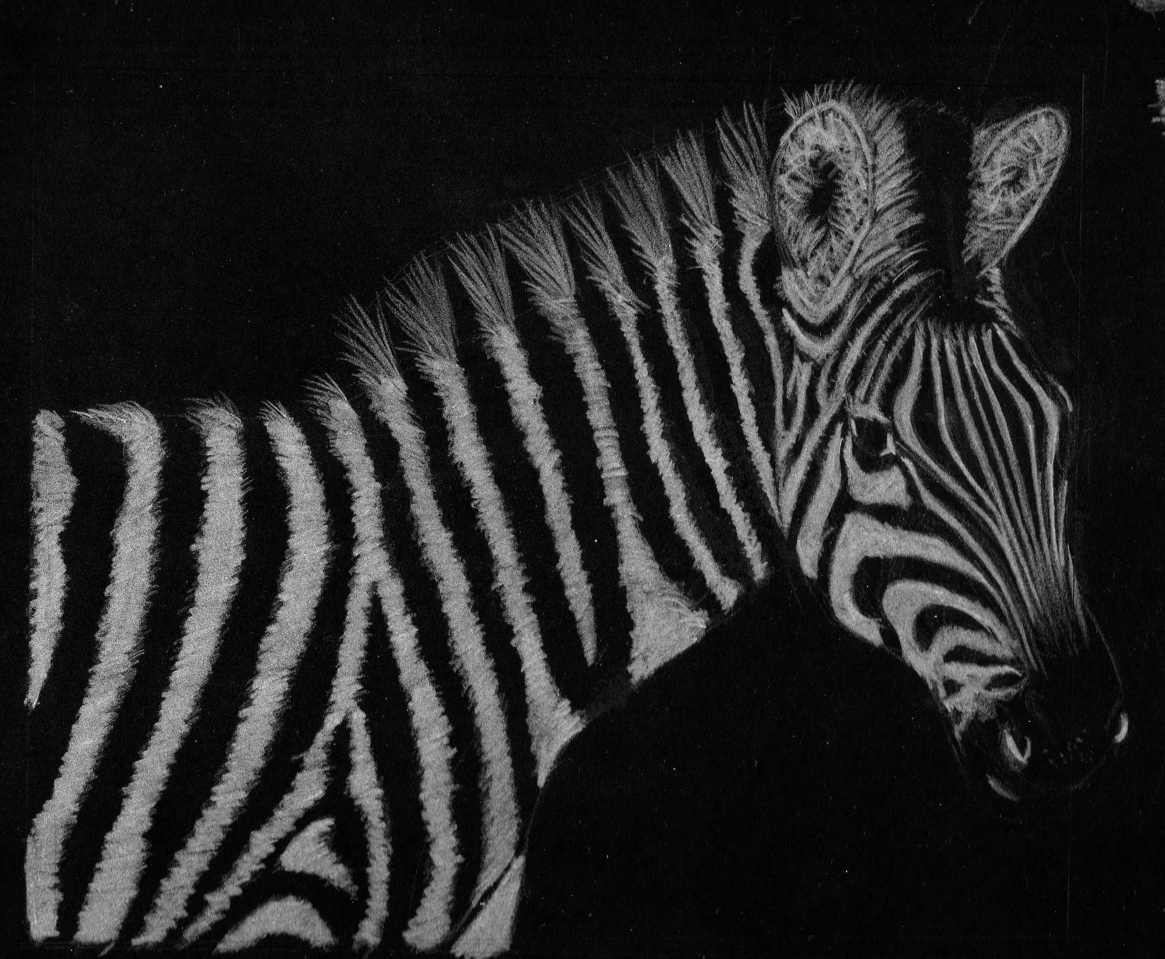 Animales blanco y negro - Imagui
