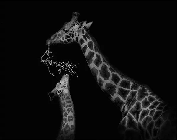 Animales en blanco y negro : Vagabundia