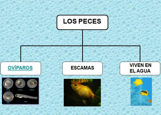 animales | Blog de 1º de E.P. Colegio Vedruna (Pamplona)