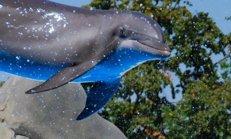 Animales bonitos | Blogodisea