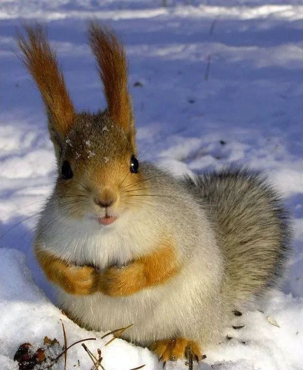 Animales bonitos 4 | Blogodisea