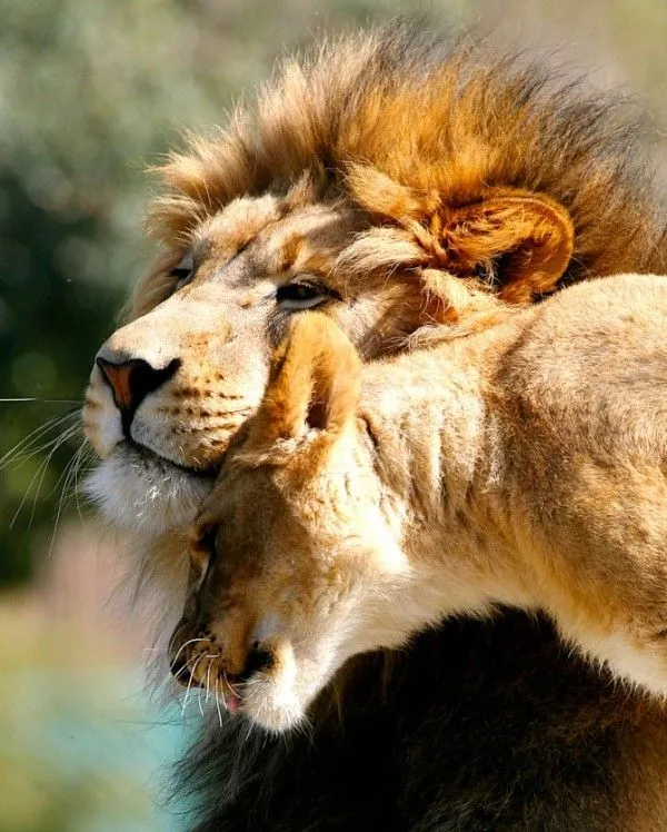 Animales bonitos 3 | Blogodisea